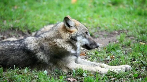 WolfMVI 1646 Stock Footage 526637