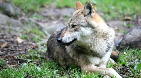 WolfMVI 1647 Stock Footage 526626