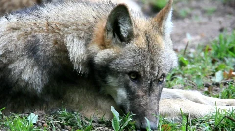 WolfMVI 1664 Stock Footage 526618