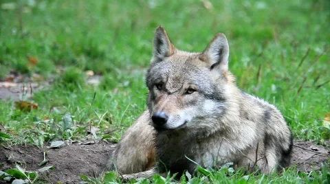 WolfMVI 1665 Stock Footage 526604