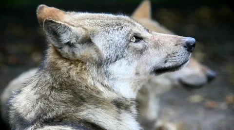 WolfMVI 1666 Video stock 526599