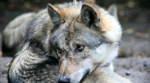 WolfMVI 1671 Stock Footage 526579