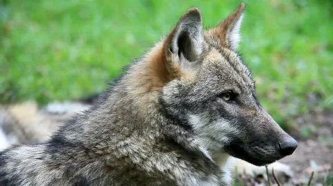 WolfMVI 1673 Stock Footage 526571