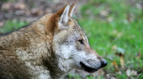 WolfMVI 1676 Stock Footage 526561