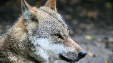 WolfMVI 1677 Stock Footage 526554