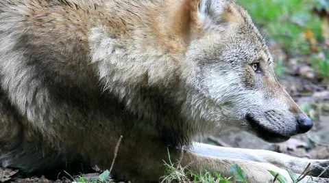 WolfMVI 1678 Stock Footage 526539