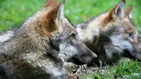 WolfMVI 1681 Stock Footage 526534