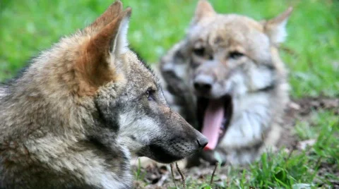 WolfMVI 1682 Stock Footage 526518