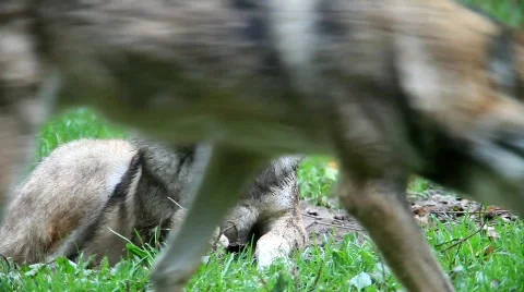 WolfMVI 1686 Stock Footage 526507