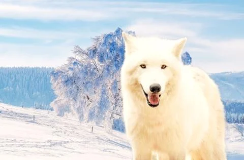 Wolfon wolf cold weather Stock Photos