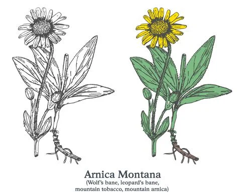 Wolf's bane. Colorful vector hand drawn plant. Vintage medicinal plant sketch. Stock Illustration