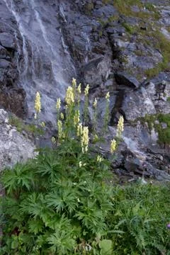 Wolf’s bane or Wolfsbane Stock Photos