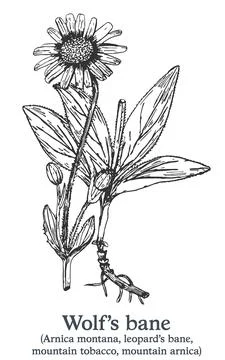 Wolf's bane. Vector hand drawn plant. Vintage medicinal plant sketch. Stock Illustration