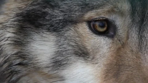 Wolf's Eye extreme Close Up Stock Footage