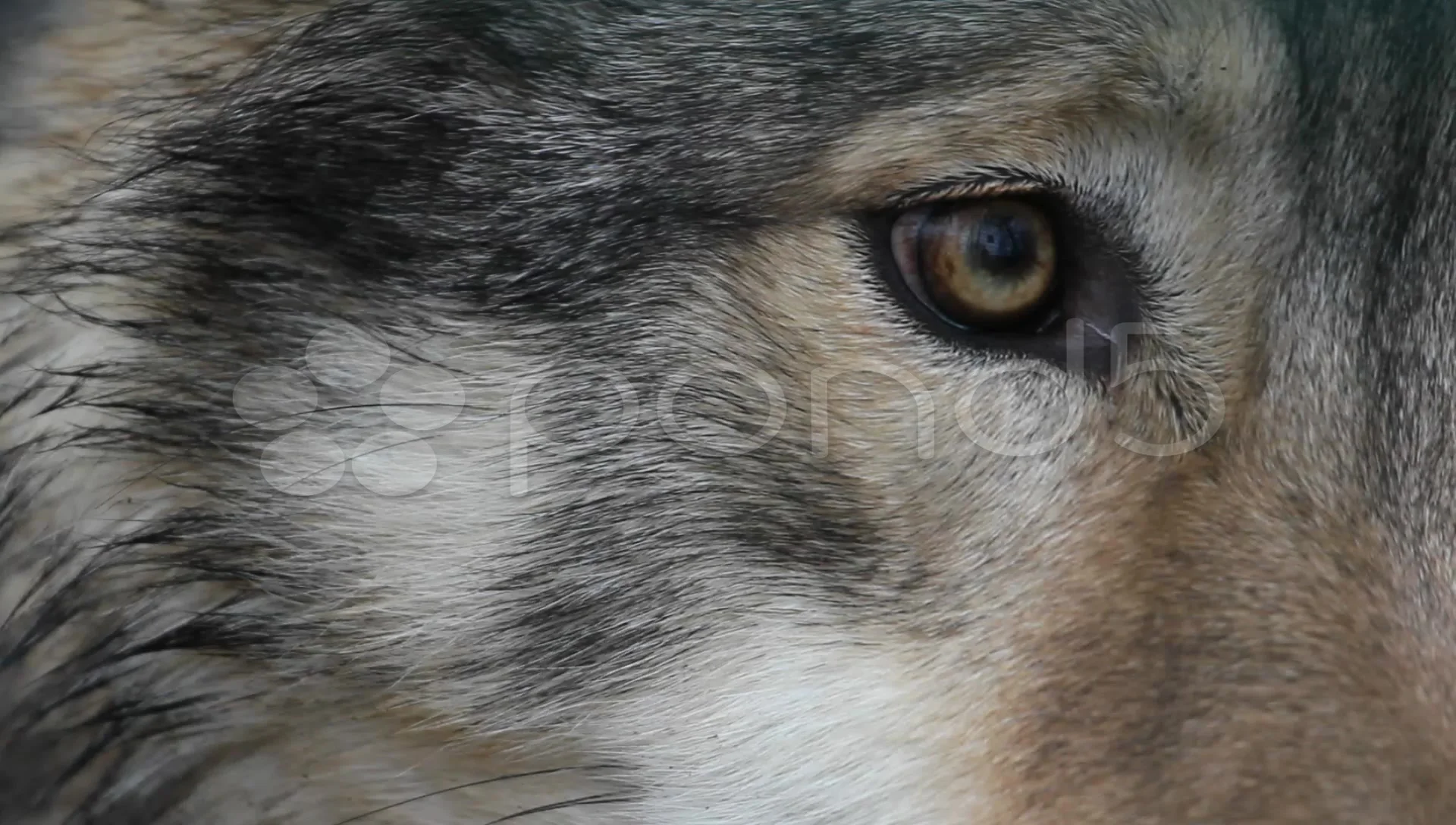 Stock Video Wolf S Eye Extreme Close Up 1086089 Pond5