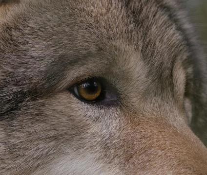 The wolfs eye Stock Photos