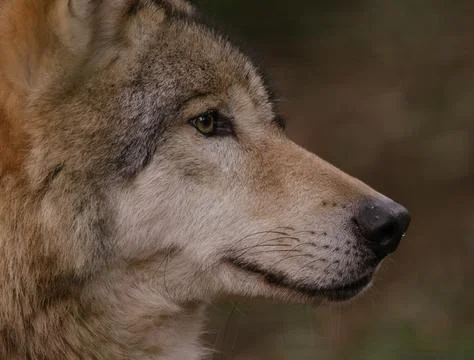 A wolfs face Stock Photos