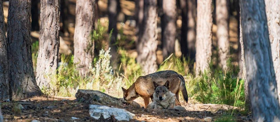 Wolfs laid down in the pine tree forest Stock Photos