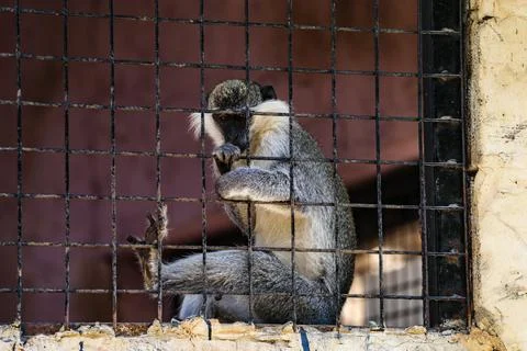 Wolf's mona monkey (Cercopithecus wolfi) in a zoo Stock Photos
