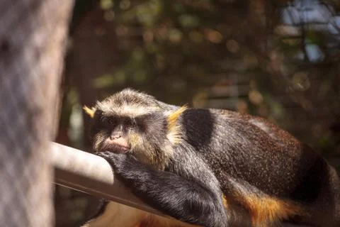 Wolfs monkey Cercopithecus wolfi wolfi Stock Photos