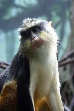 Wolf's Monkey Foto stock