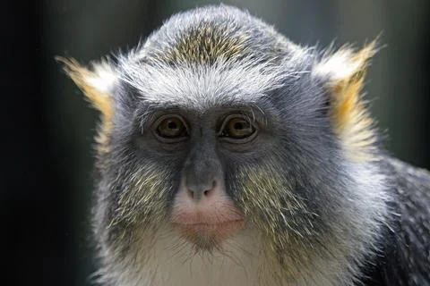 Wolf's Monkey Stock Photos