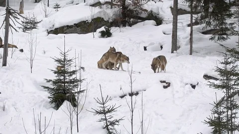 Wolf's pack Video stock 102261611