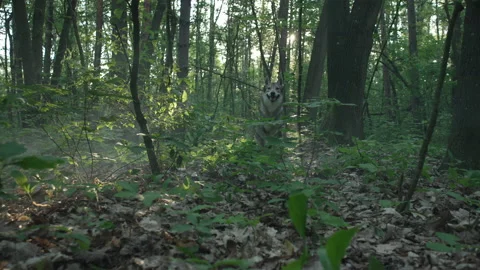 The wolf's paws run on the ground in the woods. Stock-Footage 155849704
