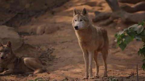 Wolf's portrait Stock Footage 45406218