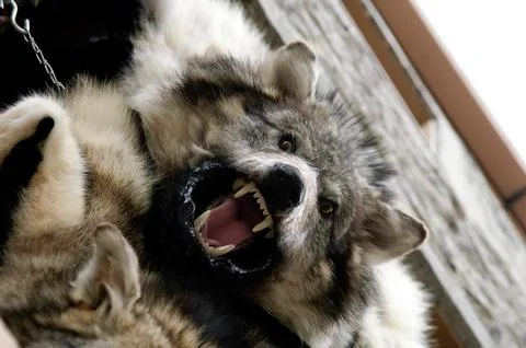 Wolf's skin Stock Photos