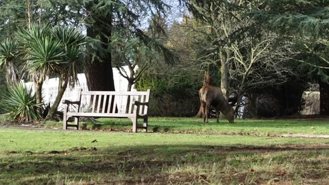 Wollaton Hall Deer In Garden Stock Footage