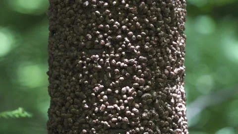Wollemi Pine Bark locked off 1 Stock Footage 232753391
