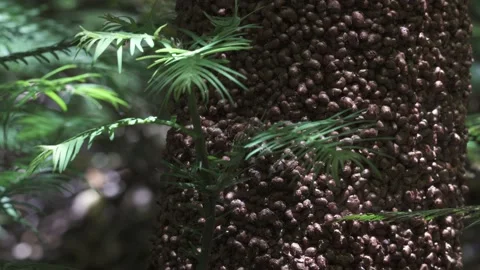 Wollemi Pine Bark locked off 3 Stock Footage 232753480