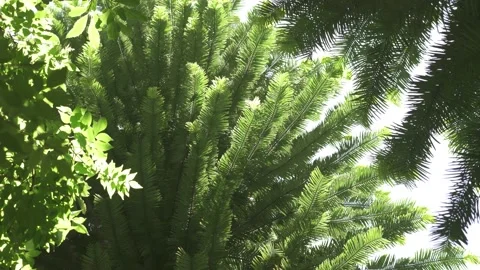 Wollemi Pine Foliage Low Angle Stock Footage 232753197
