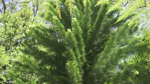 Wollemi Pine Foliage Low Angle 2 Stock Footage 232753219