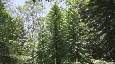 Wollemi Pines Stock Footage 232753318