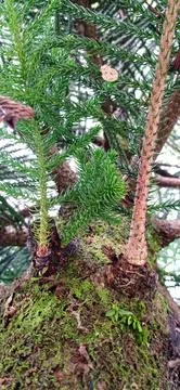 The Wollemia Tree Stock Photos