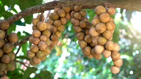 Wollongong on the tree. Stock Footage 82097828