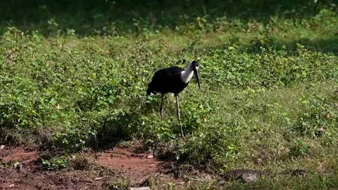 Wolly Necked Stork walking through the wilderness Stock Footage 226376509