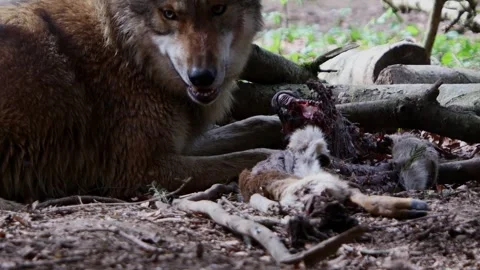 A wolve with its prey in the forest 4k 30fps video Stock-Footage 271393833