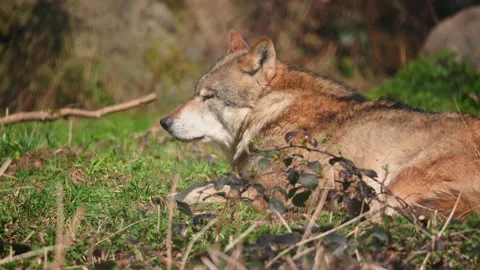 Wolve looking around and relax in the forest on a sunny day 库存影片 153616749