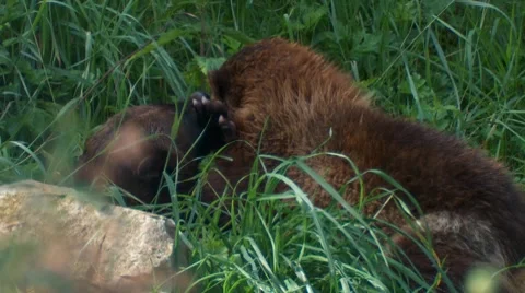 Wolverin Stock Footage 7746050