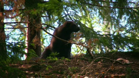 Wolverine 1 Stock Footage 544278