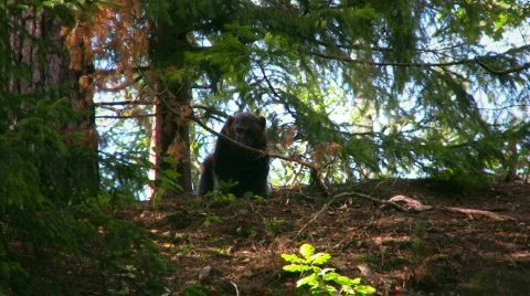 Wolverine 2 Video stock 544292