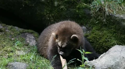 Wolverine 2 Stock Footage 11298795