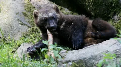 Wolverine 3 Stock Footage 11299178