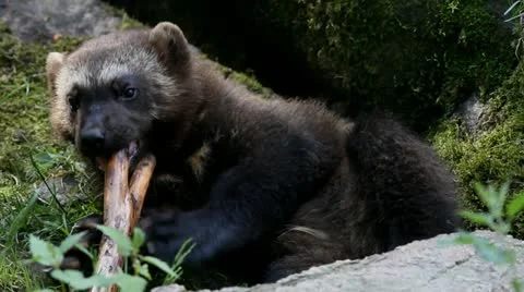 Wolverine 4 Stock Footage 11308428