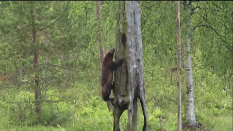 Wolverine climbing a dried pine tree Stock Footage 245502190