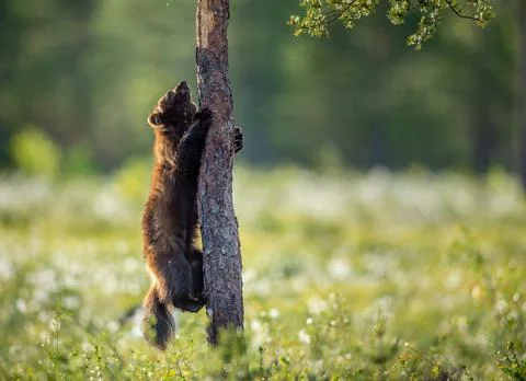 Wolverine climbing on the pine tree. Sunset light. Wild nature. Natural habit Stock Photos