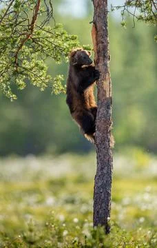 Wolverine climbing on the pine tree. Sunset light. Wild nature. Natural habit Stock Photos